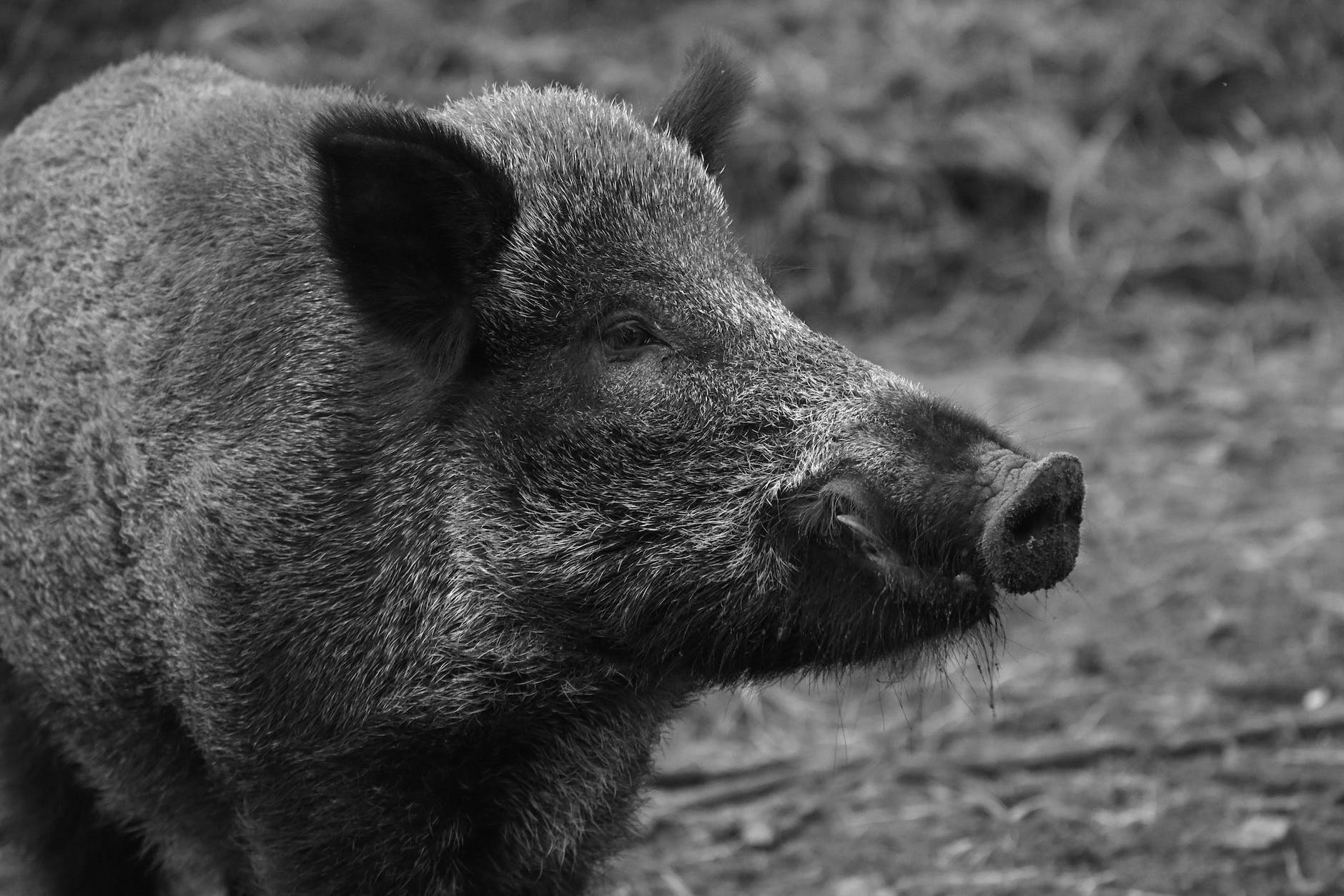 animal black and white pig wild animal